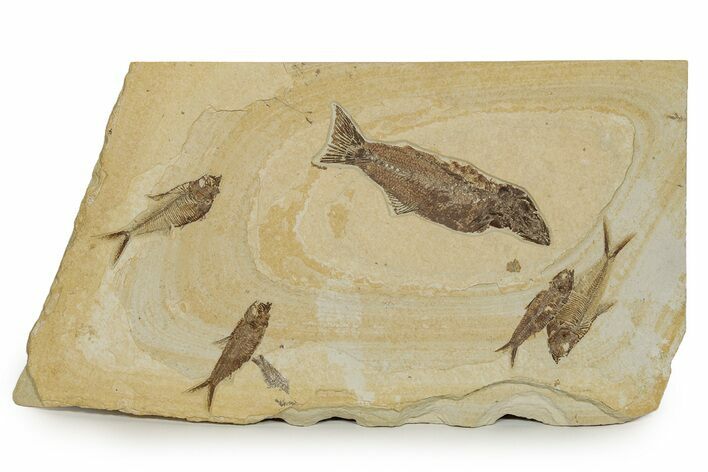 Beautiful Limestone with Five Fossil Fish - Wyoming #356771
